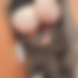 にしあめりか【フル動画】Xにあげてたやーつ：myfansまとめ
